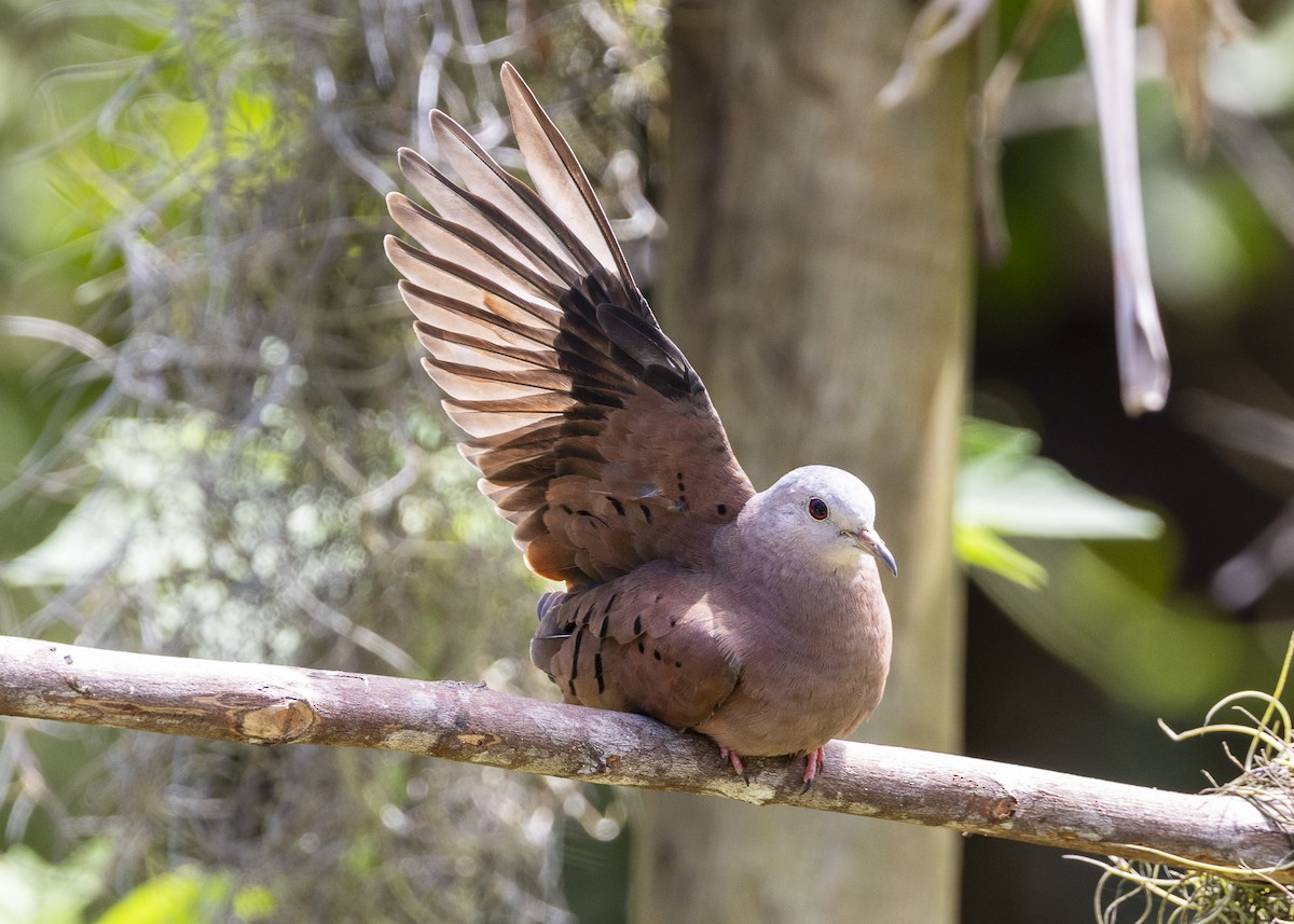 Ruddy Ground Dove - ML646055527