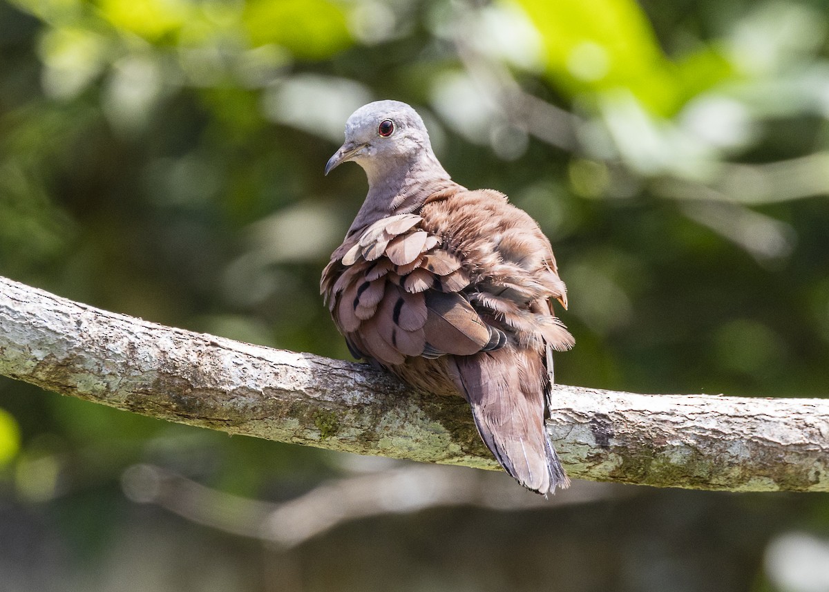 Ruddy Ground Dove - ML646055528