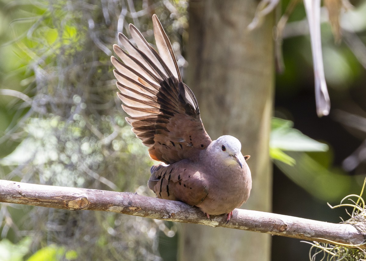 Ruddy Ground Dove - ML646055530
