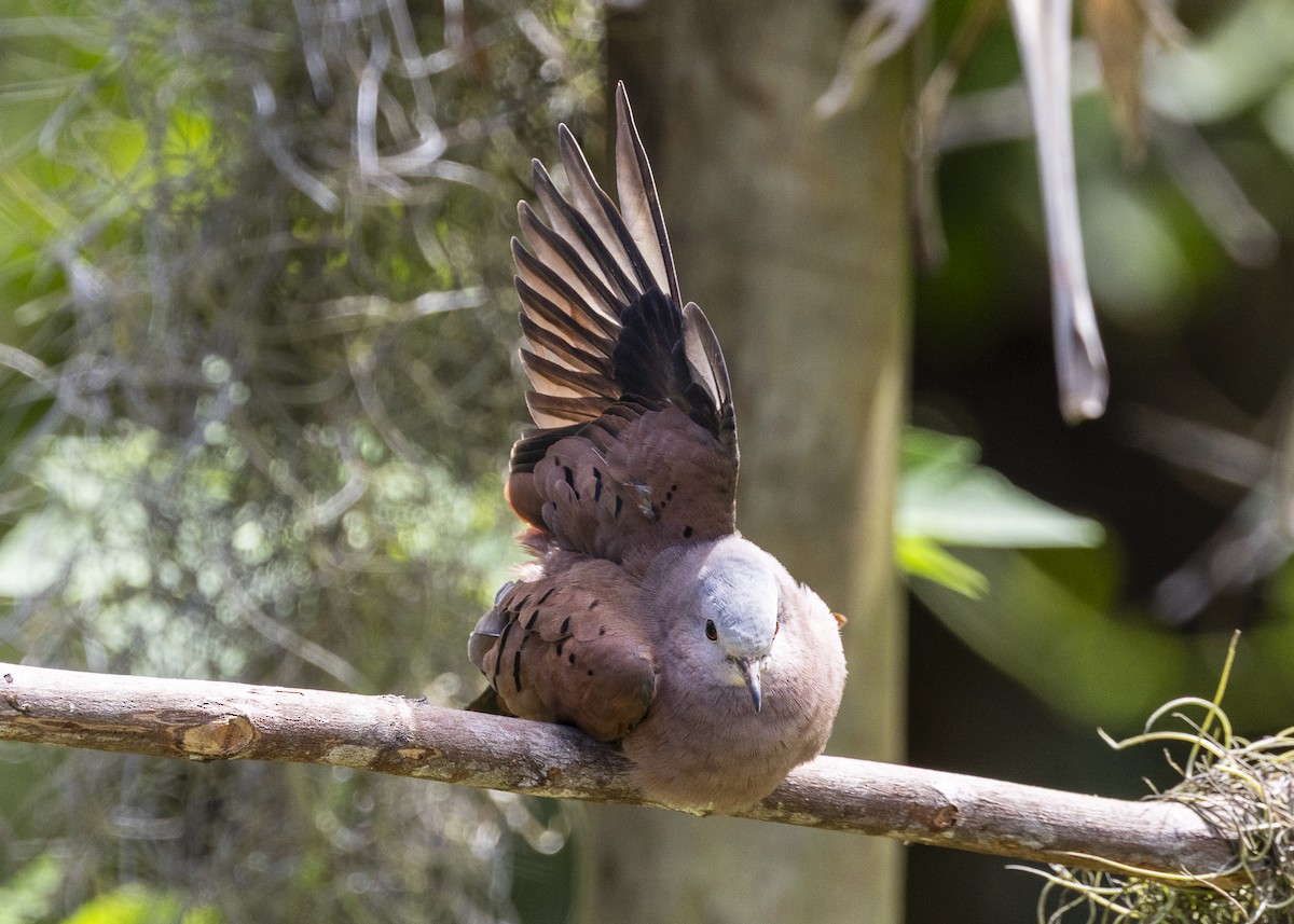 Ruddy Ground Dove - ML646055534