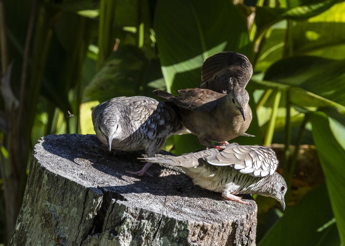 Ruddy Ground Dove - ML646055535