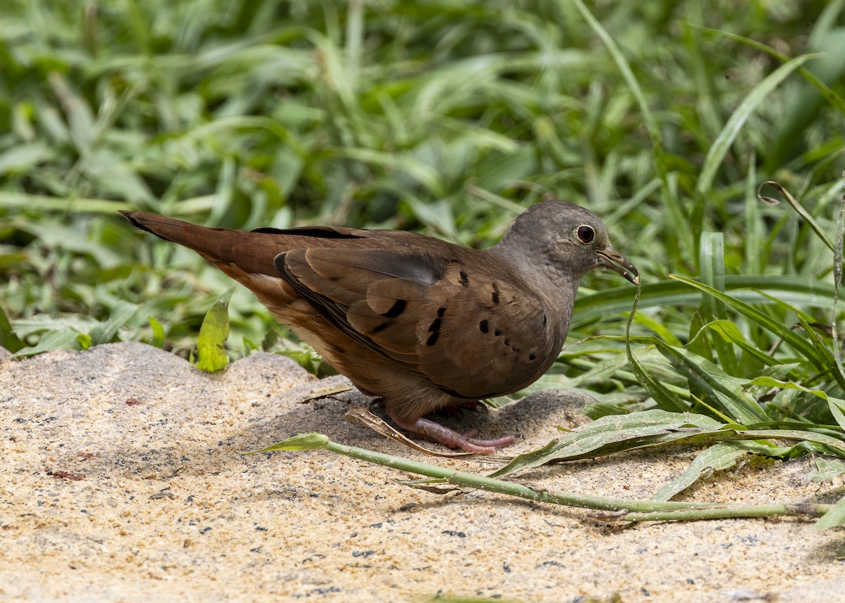Ruddy Ground Dove - ML646055537