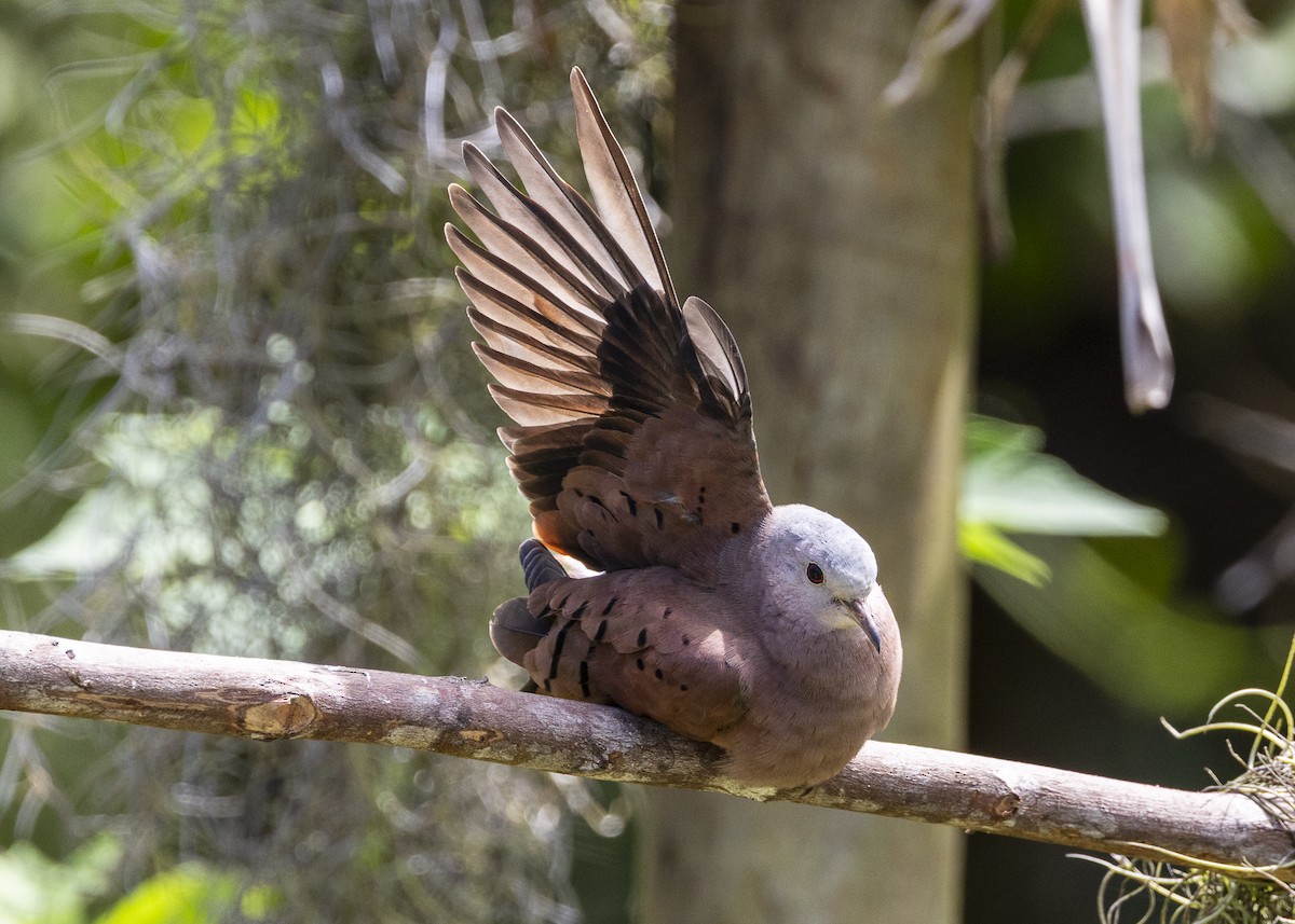 Ruddy Ground Dove - ML646055538