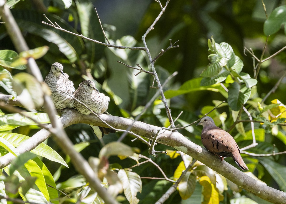 Ruddy Ground Dove - ML646055539