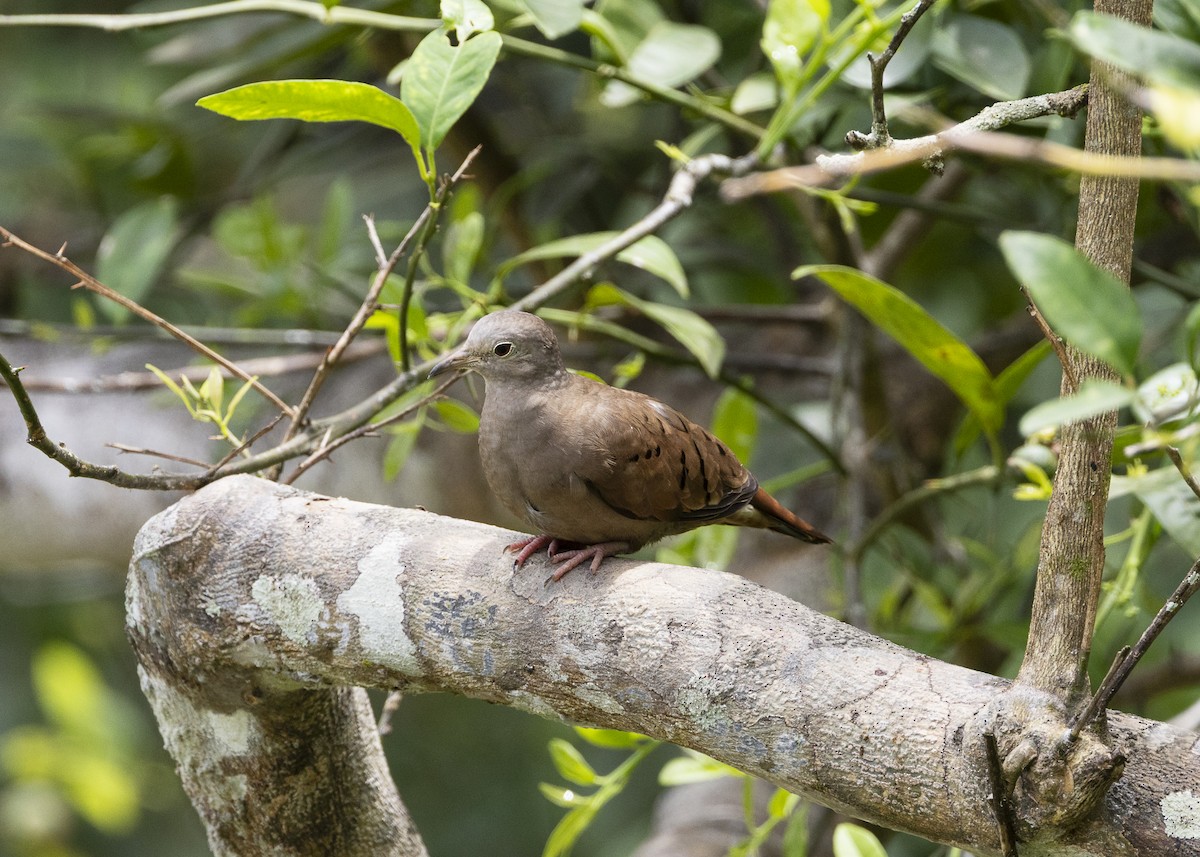 Ruddy Ground Dove - ML646055540