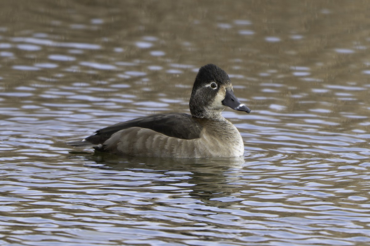 Ring-necked Duck - ML646055541