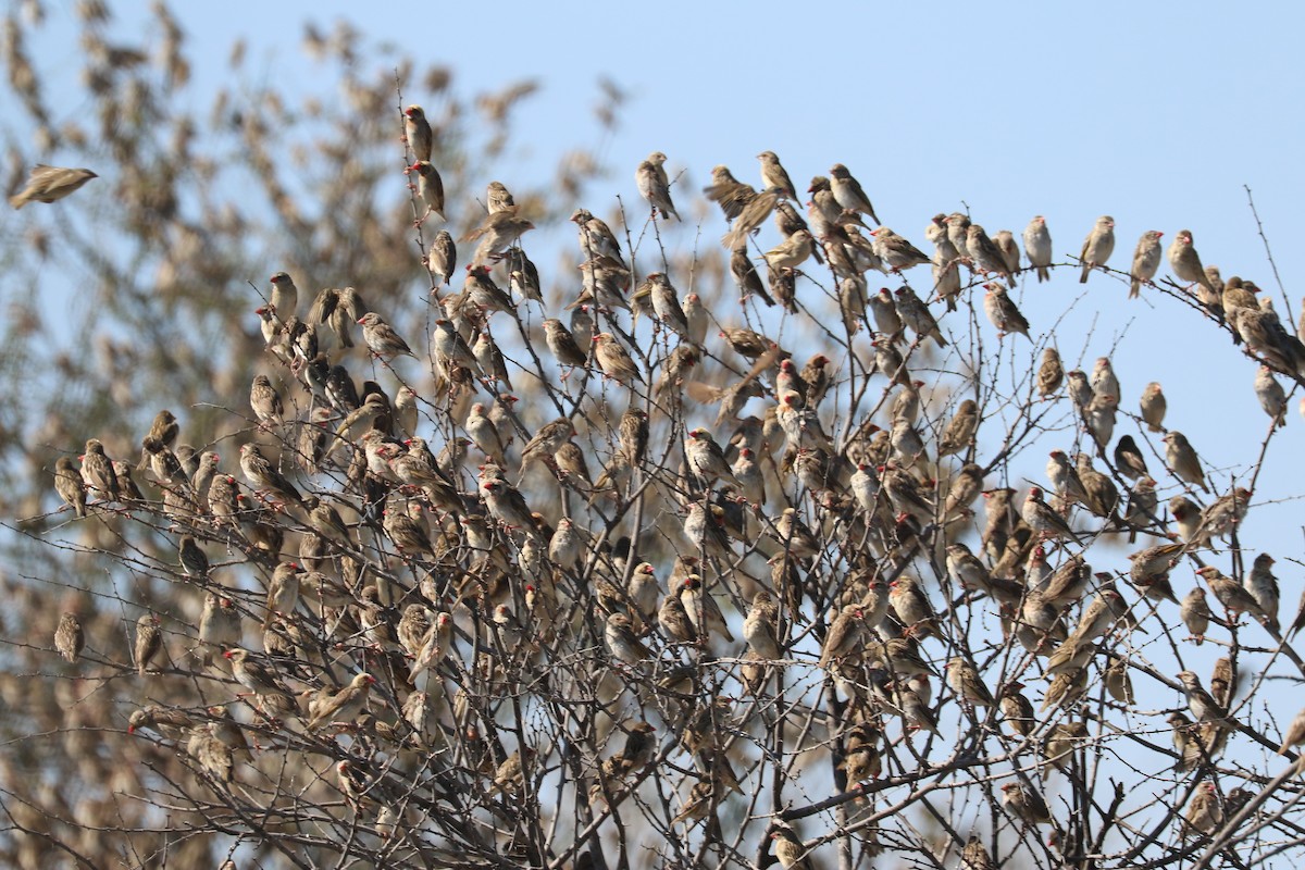 Kelea mokogorria - ML646055542