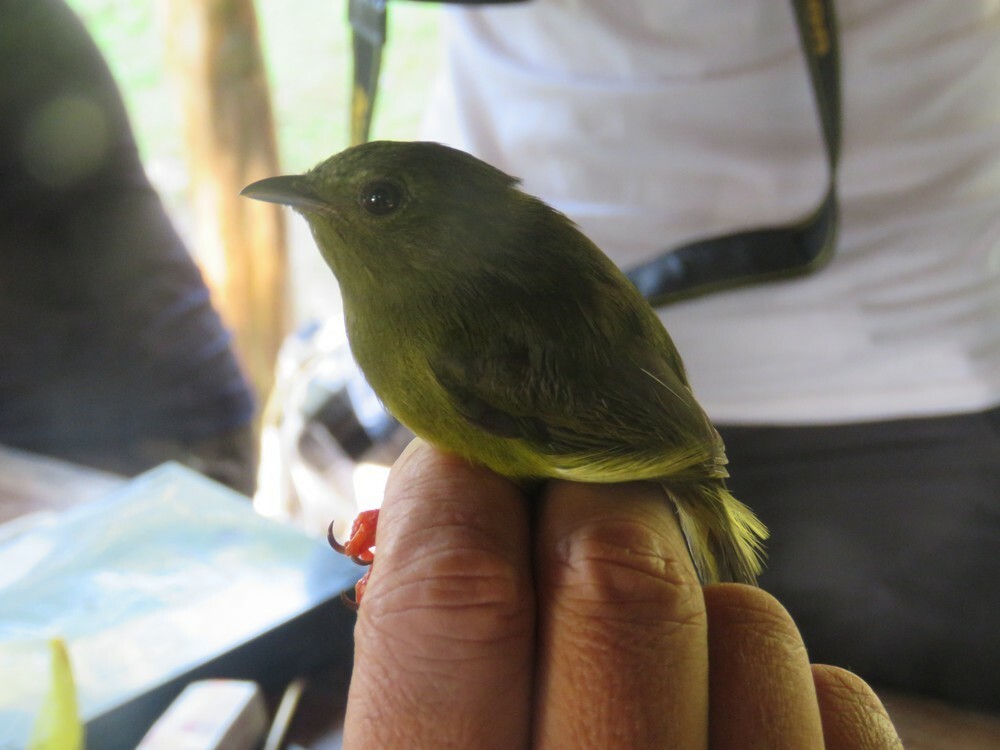 White-collared Manakin - ML646055544