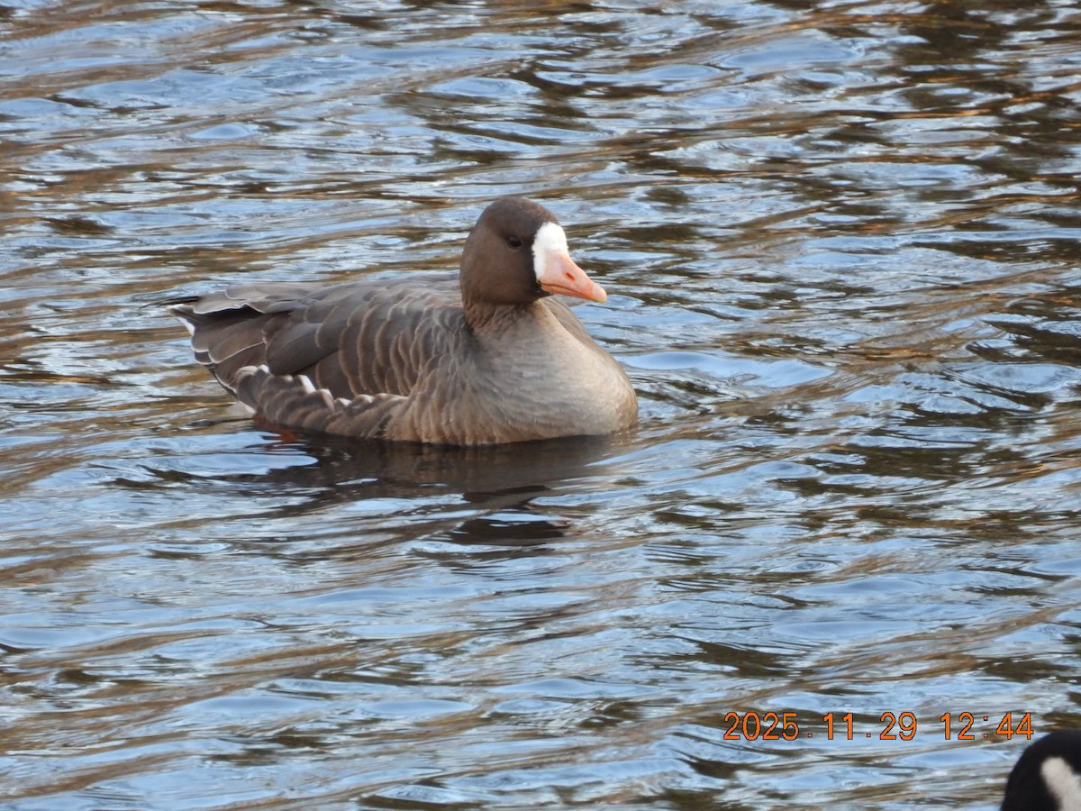 Greater White-fronted Goose - ML646055545