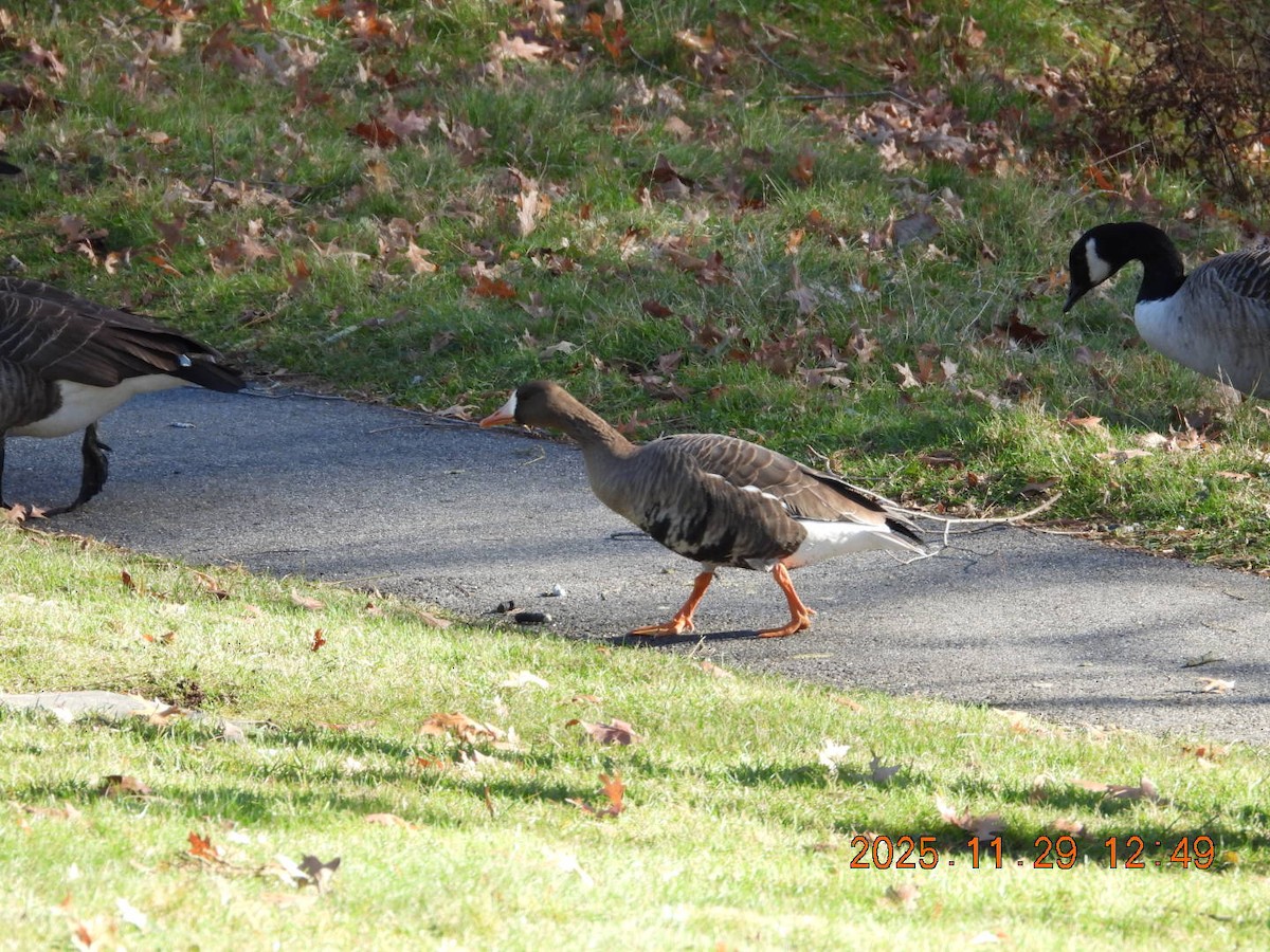 Greater White-fronted Goose - ML646055546