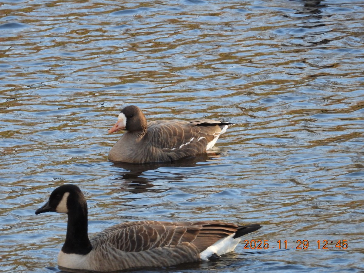 Greater White-fronted Goose - ML646055547