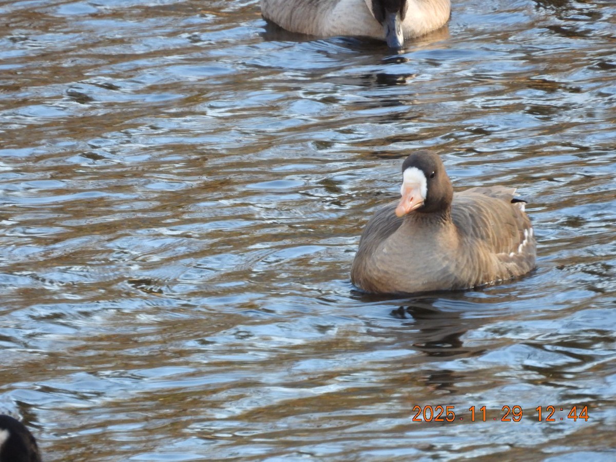 Greater White-fronted Goose - ML646055548