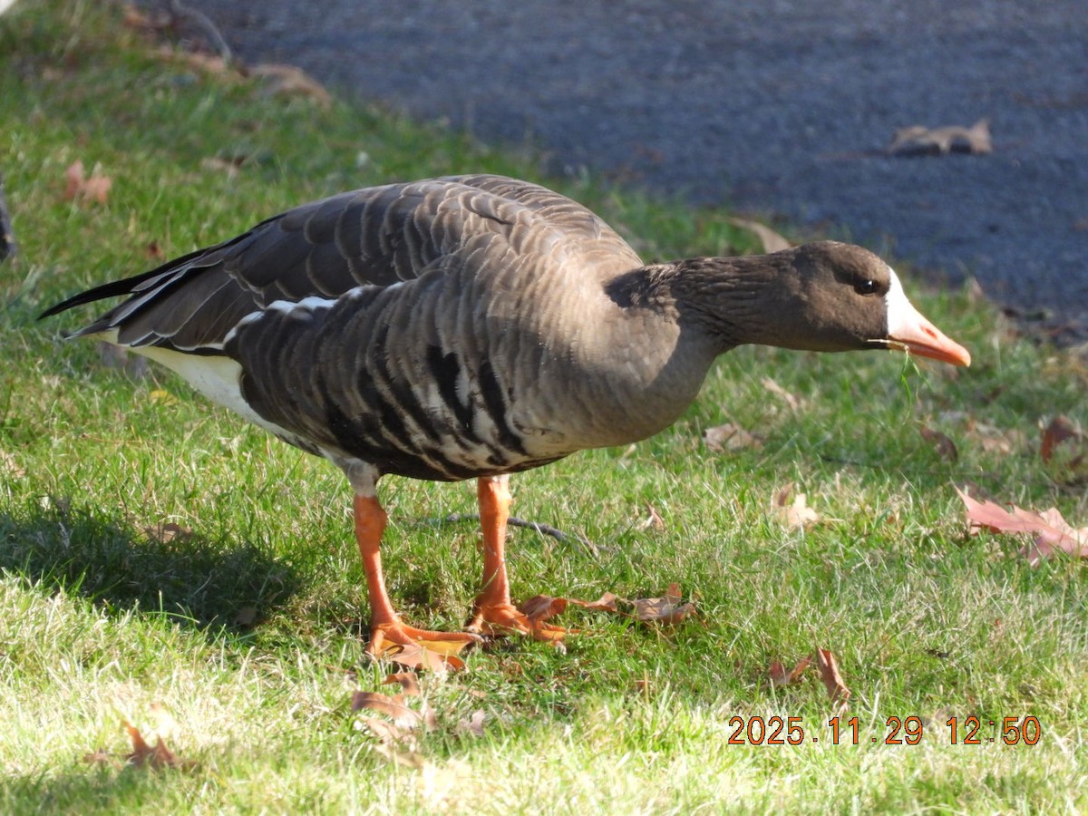 Greater White-fronted Goose - ML646055549