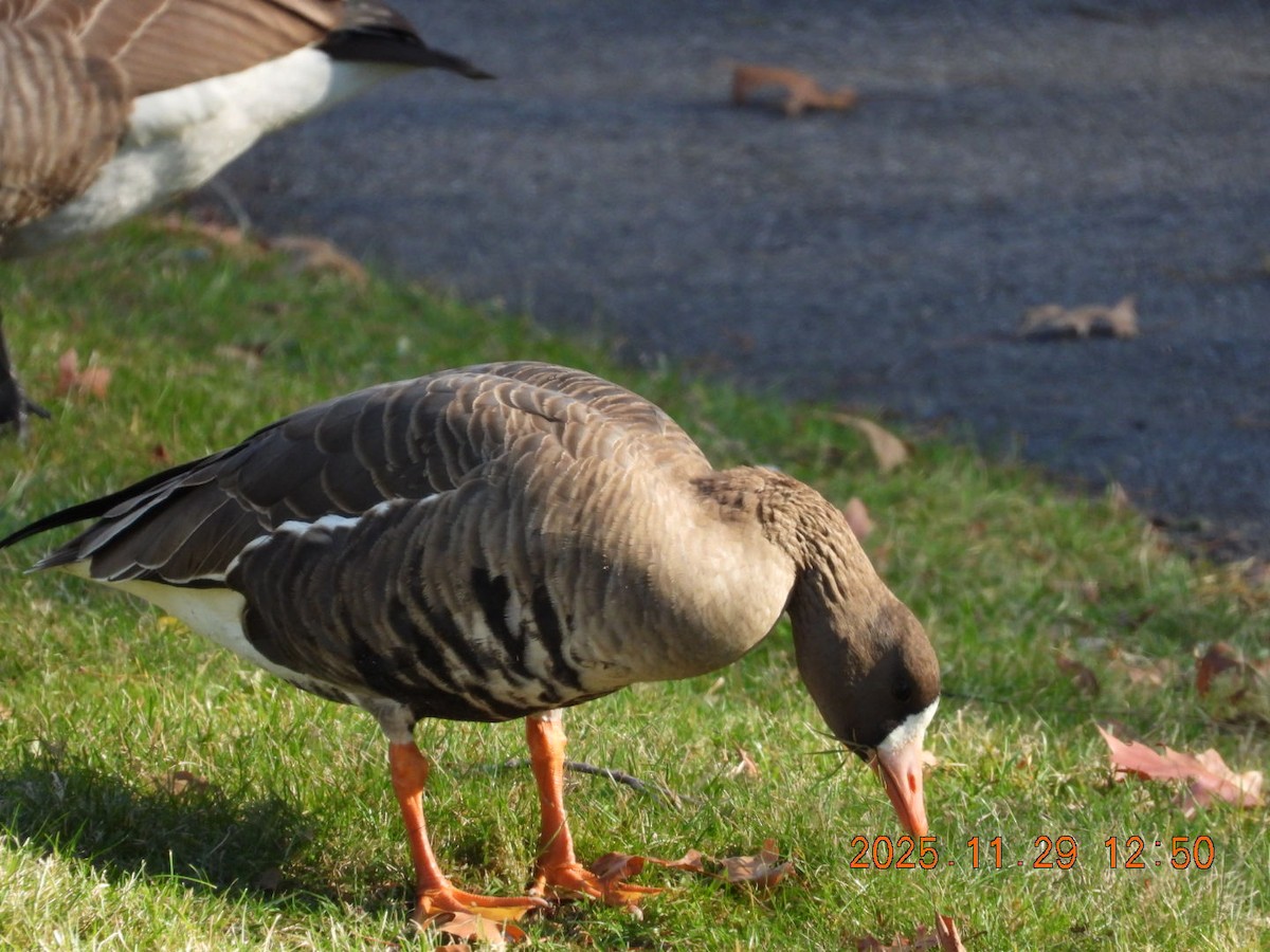 Greater White-fronted Goose - ML646055550