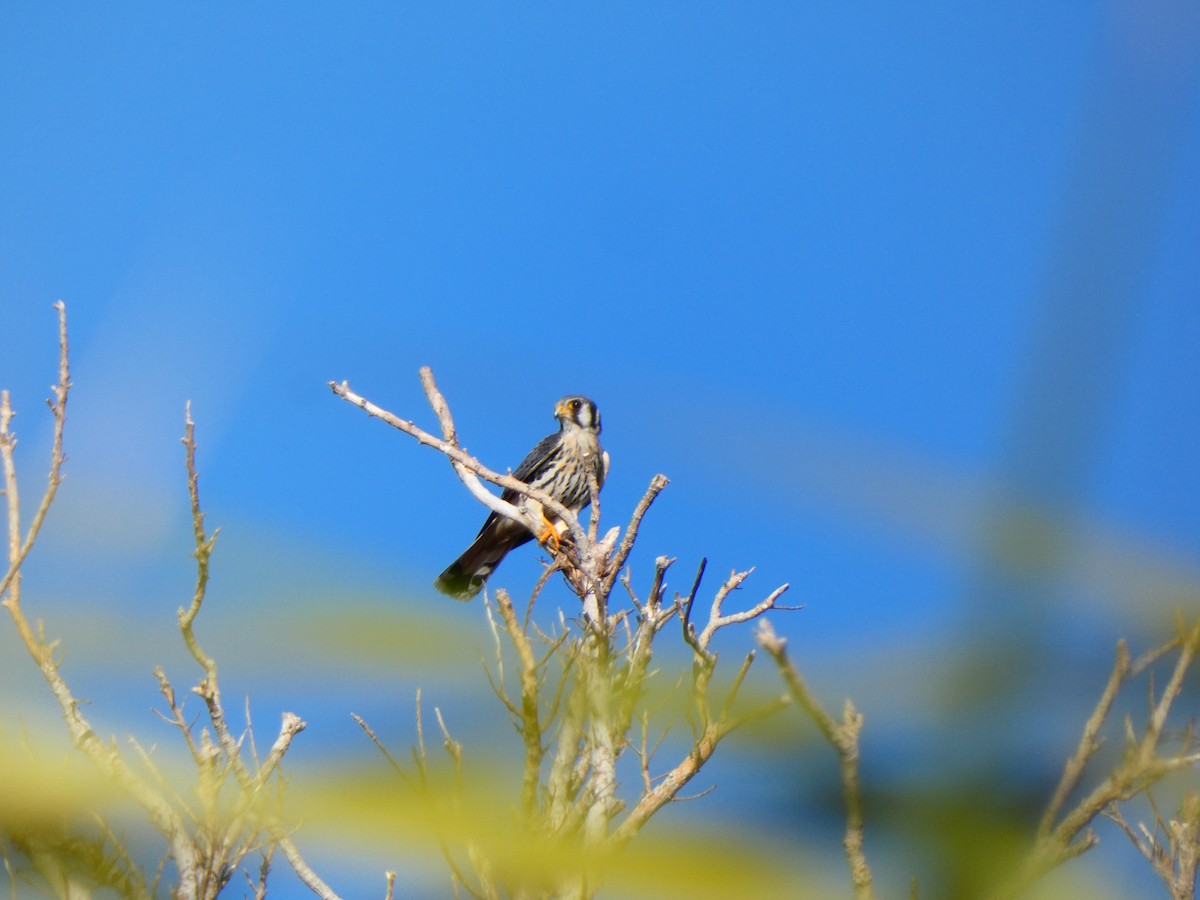 American Kestrel (Northern) - ML646055552