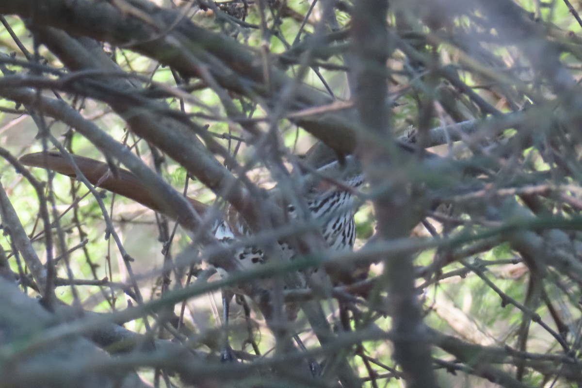 Long-billed Thrasher - ML646055553
