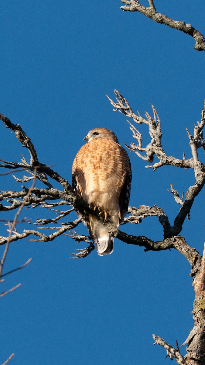 Red-shouldered Hawk - ML646055555
