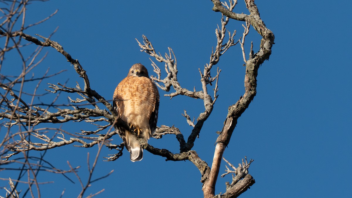Red-shouldered Hawk - ML646055556