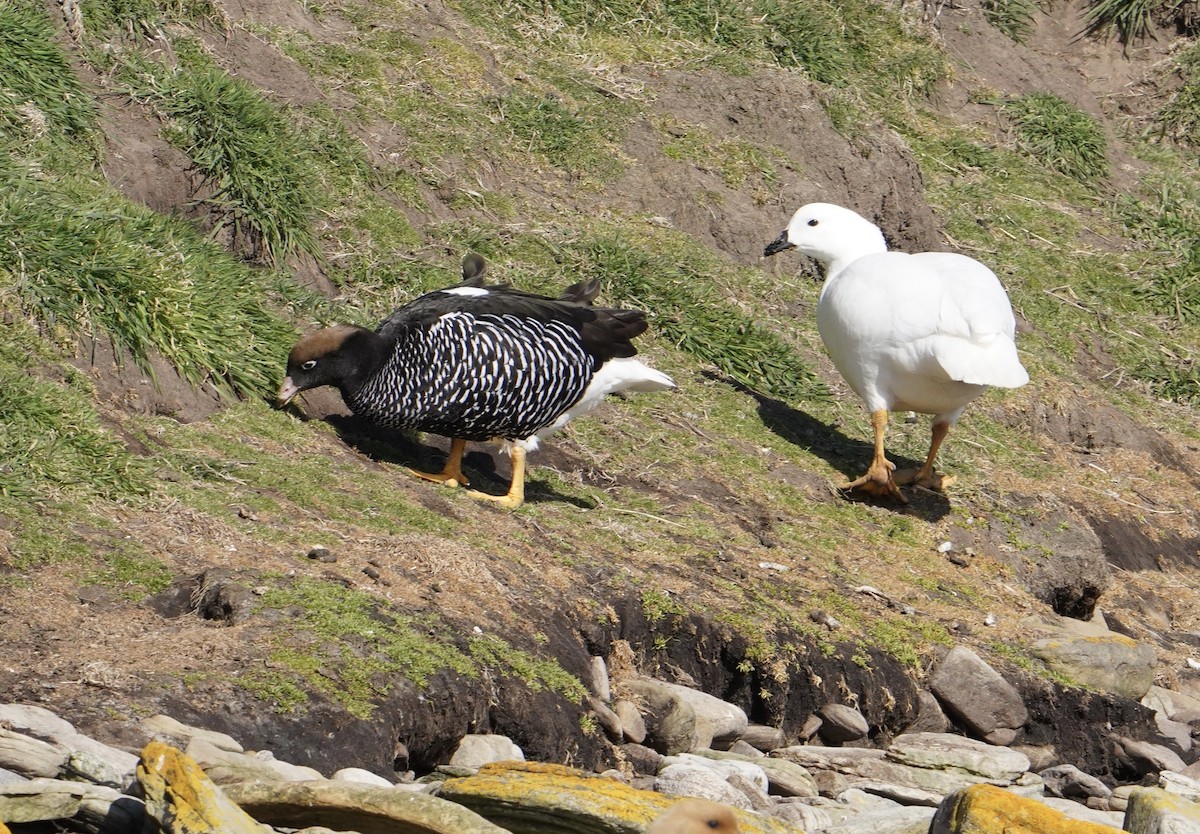 Itsas antzara - ML646055559