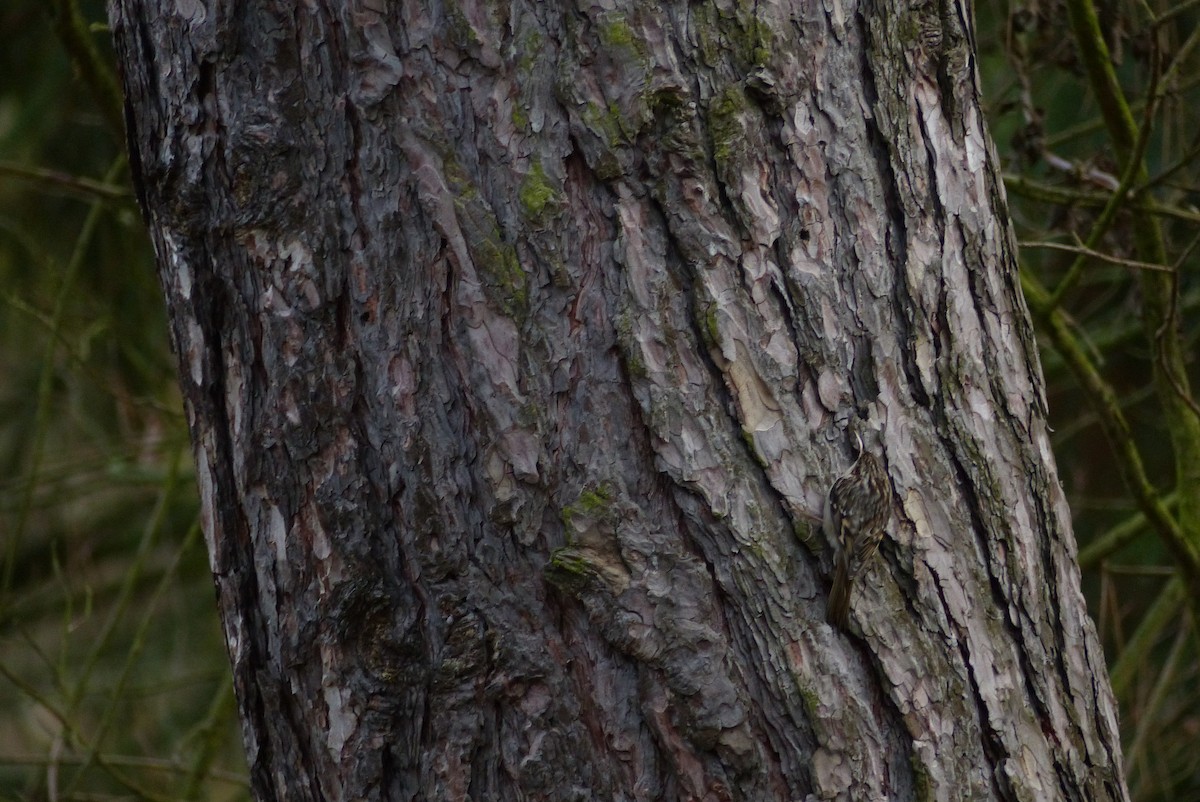 Basoetako gerri-txoria - ML646055561