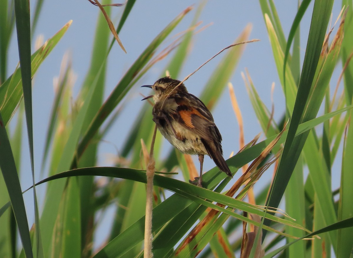 Wren-like Rushbird - ML646055562