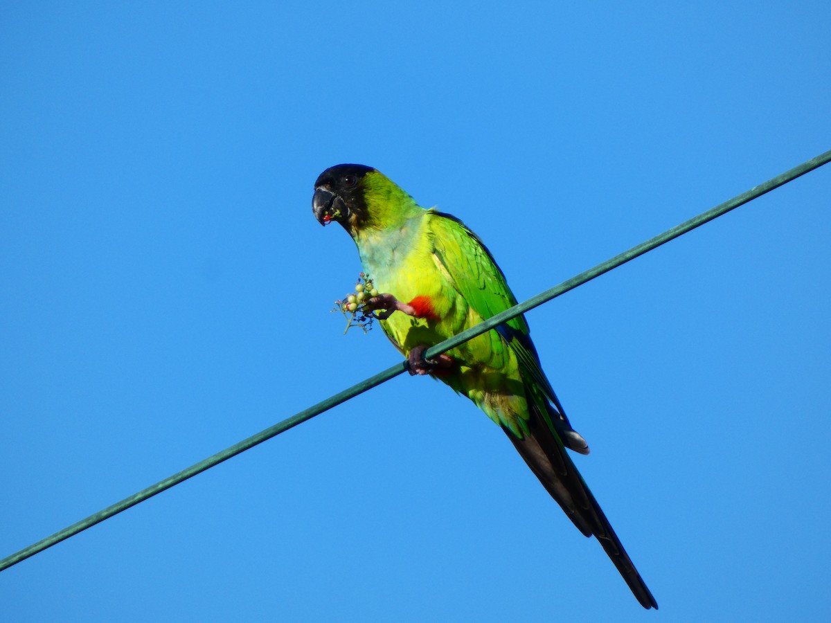 Nandai aratinga - ML646055564