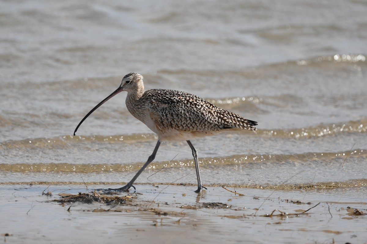 Kurlinta amerikarra - ML646055565