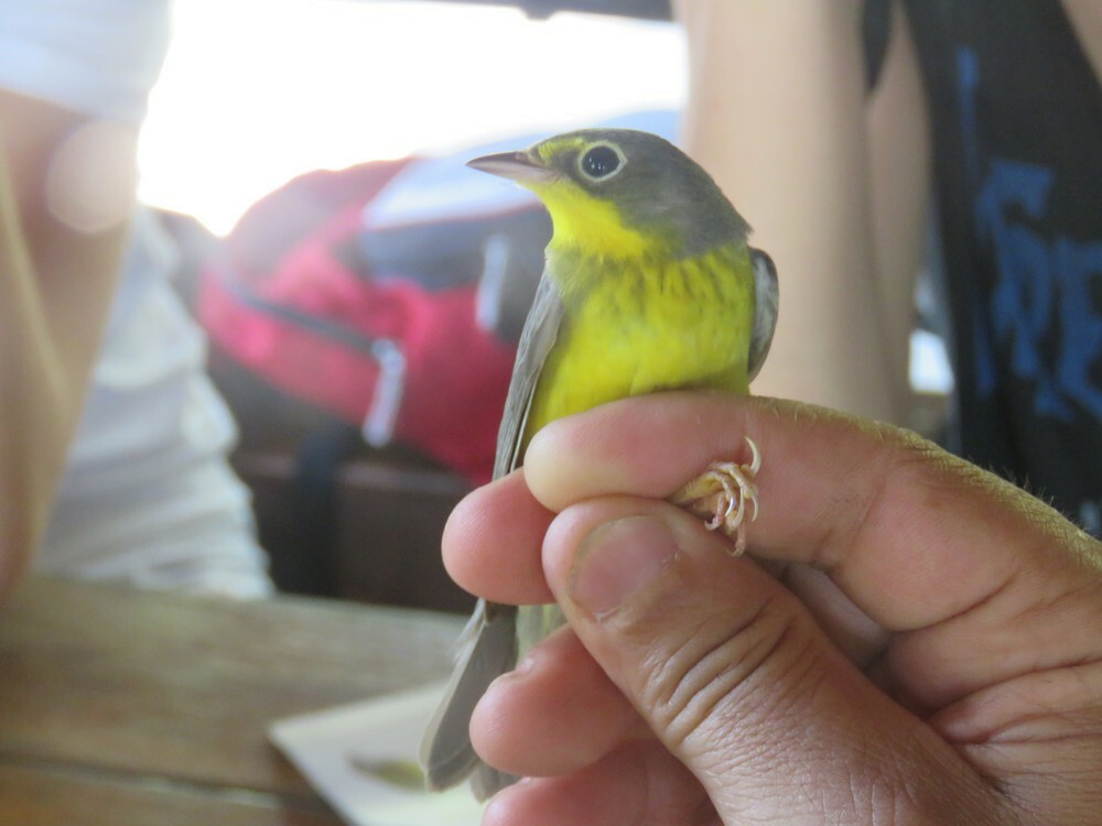 Canada Warbler - ML646055567