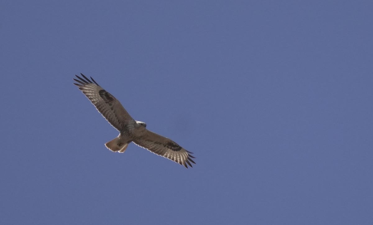 Buse féroce - ML646055569