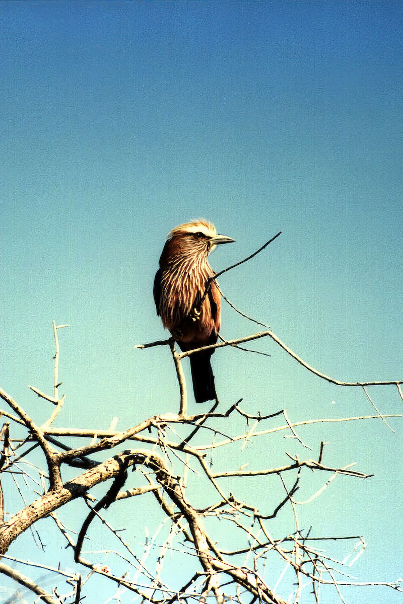 Purple Roller - ML646055582