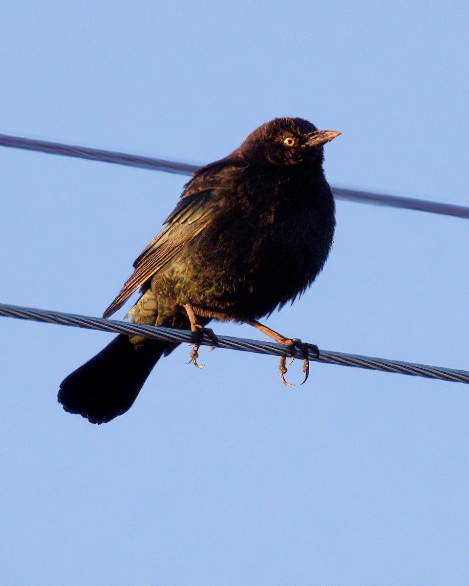 Brewer's Blackbird - ML646055588