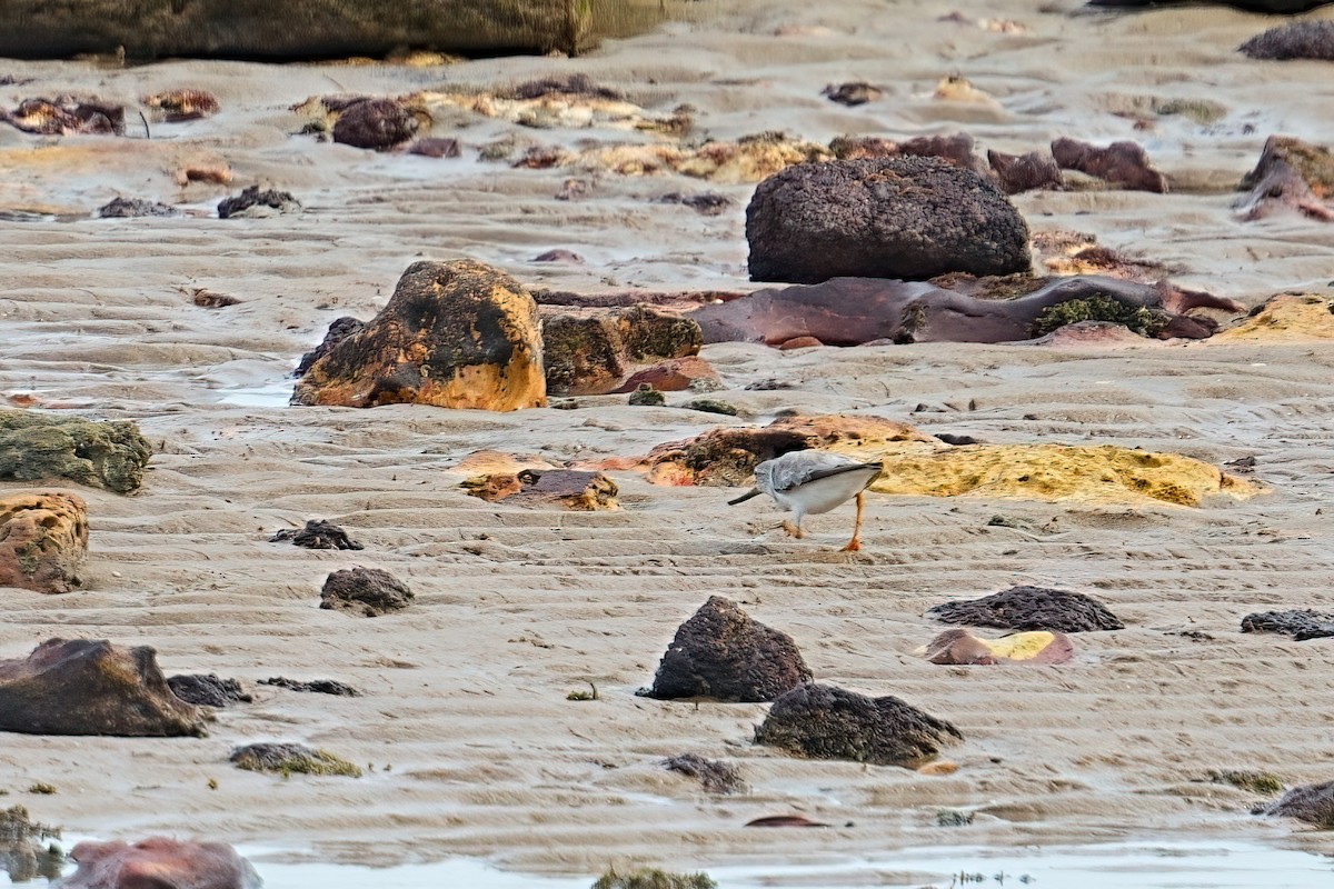 ソリハシシギ - ML646055592