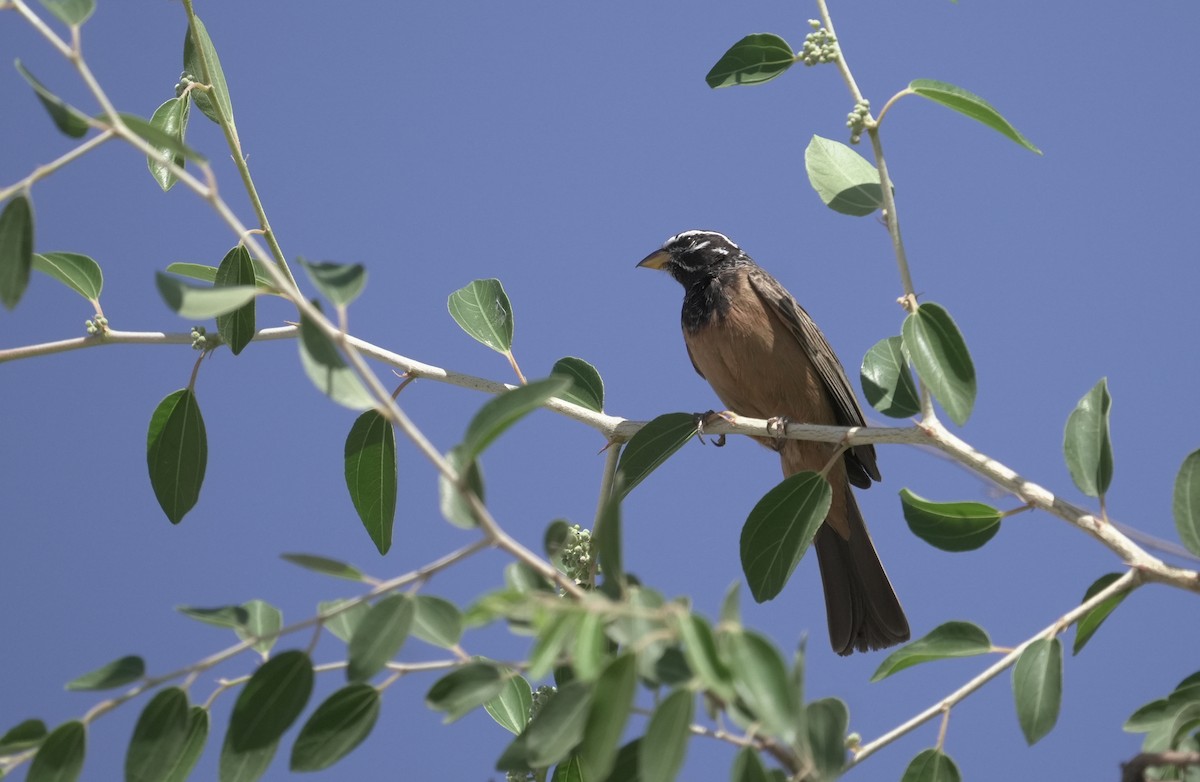 Cinnamon-breasted Bunting - ML646055604