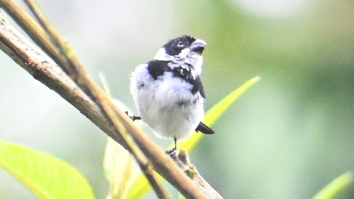 Variable Seedeater - ML646055607
