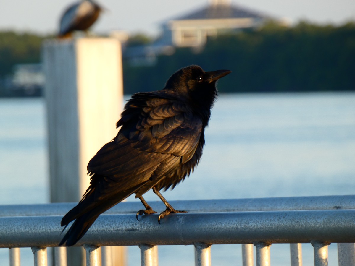 Fish Crow - ML646055608