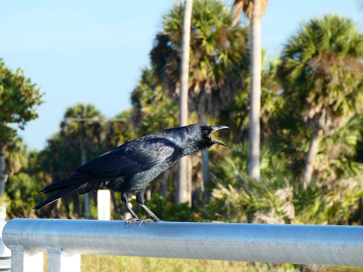 Fish Crow - ML646055609