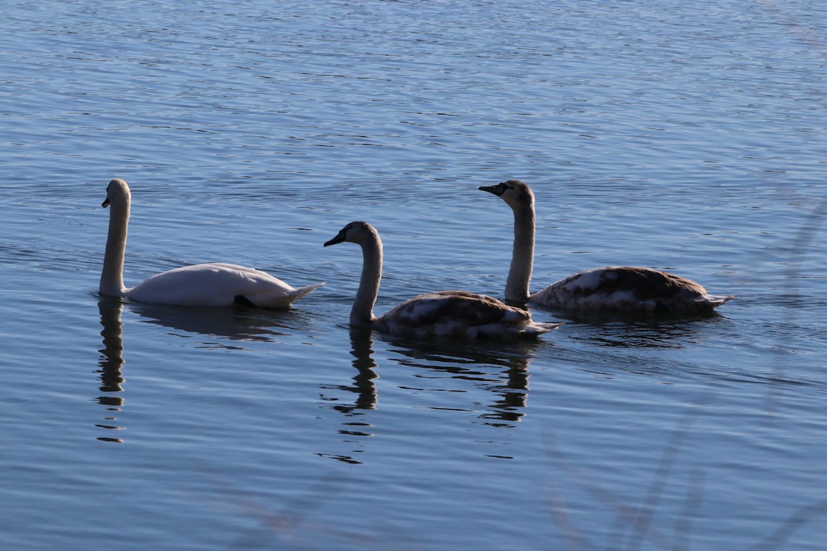 Mute Swan - ML646055620