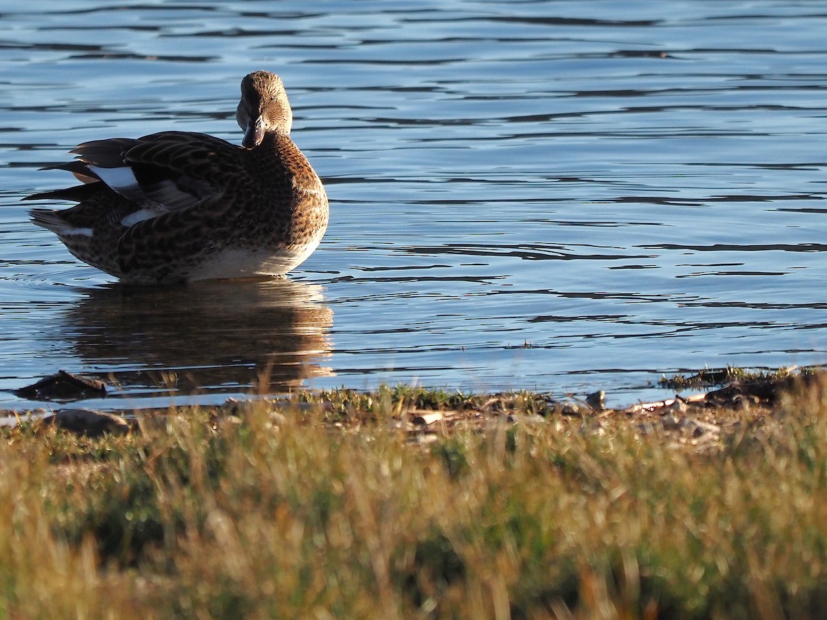 Mallard - ML646055623