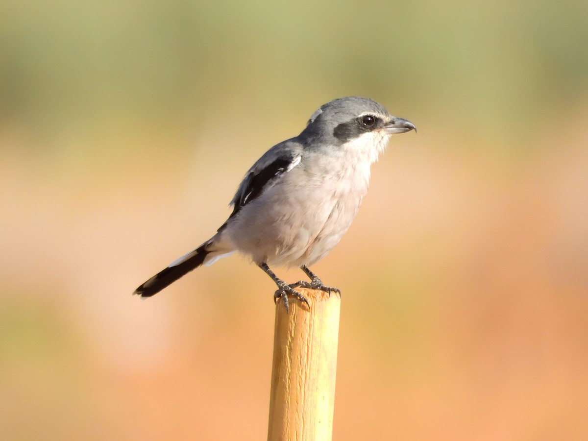 Iberian Gray Shrike - ML646055635