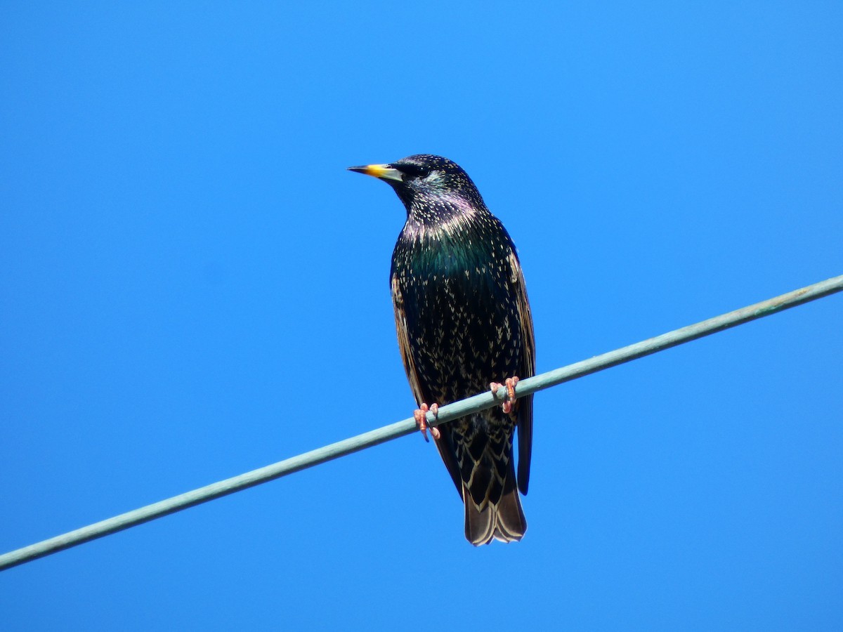 Шпак звичайний - ML646055638