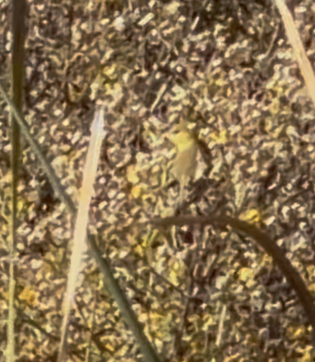 Orchard Oriole - ML646055642