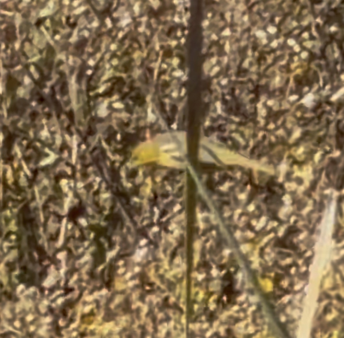 Orchard Oriole - ML646055643