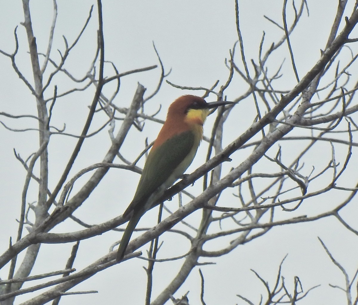 Chestnut-headed Bee-eater - ML646055646