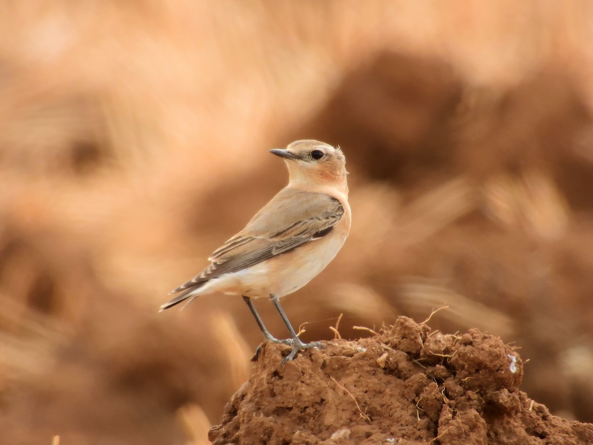 Northern Wheatear - ML646055649