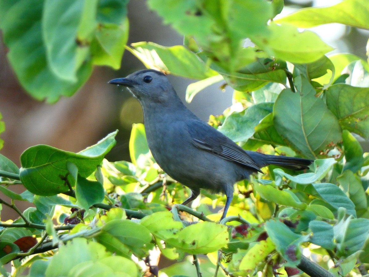 Gray Catbird - ML646055650