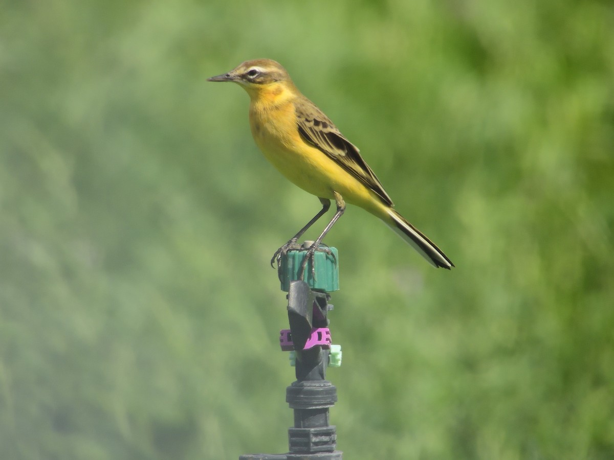 Western Yellow Wagtail - ML646055657