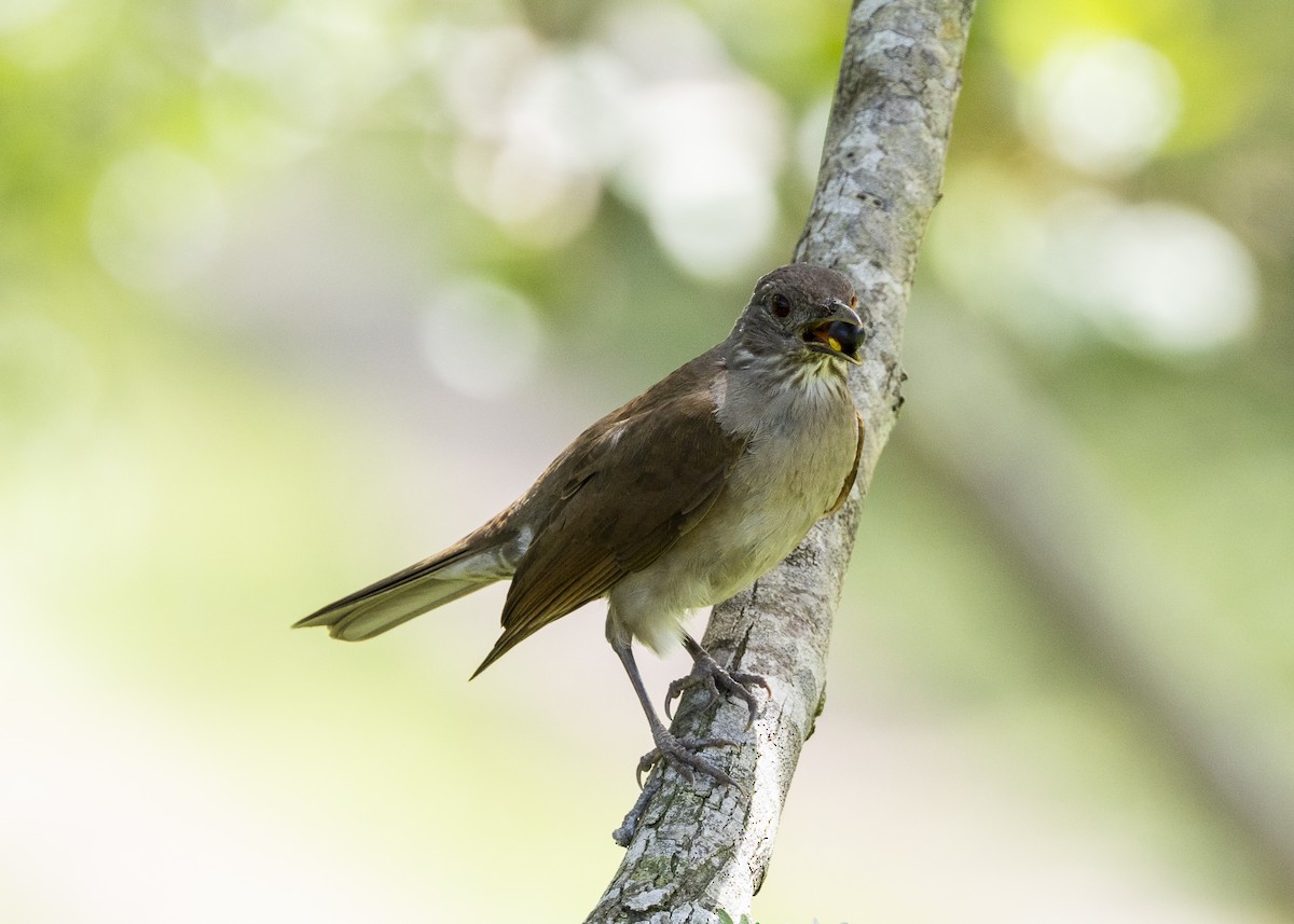 Pale-breasted Thrush - ML646055658