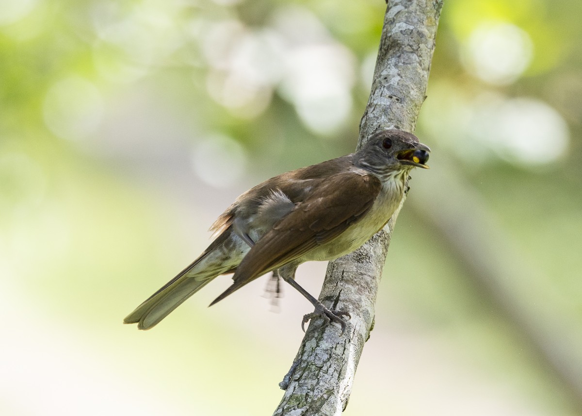 Pale-breasted Thrush - ML646055659