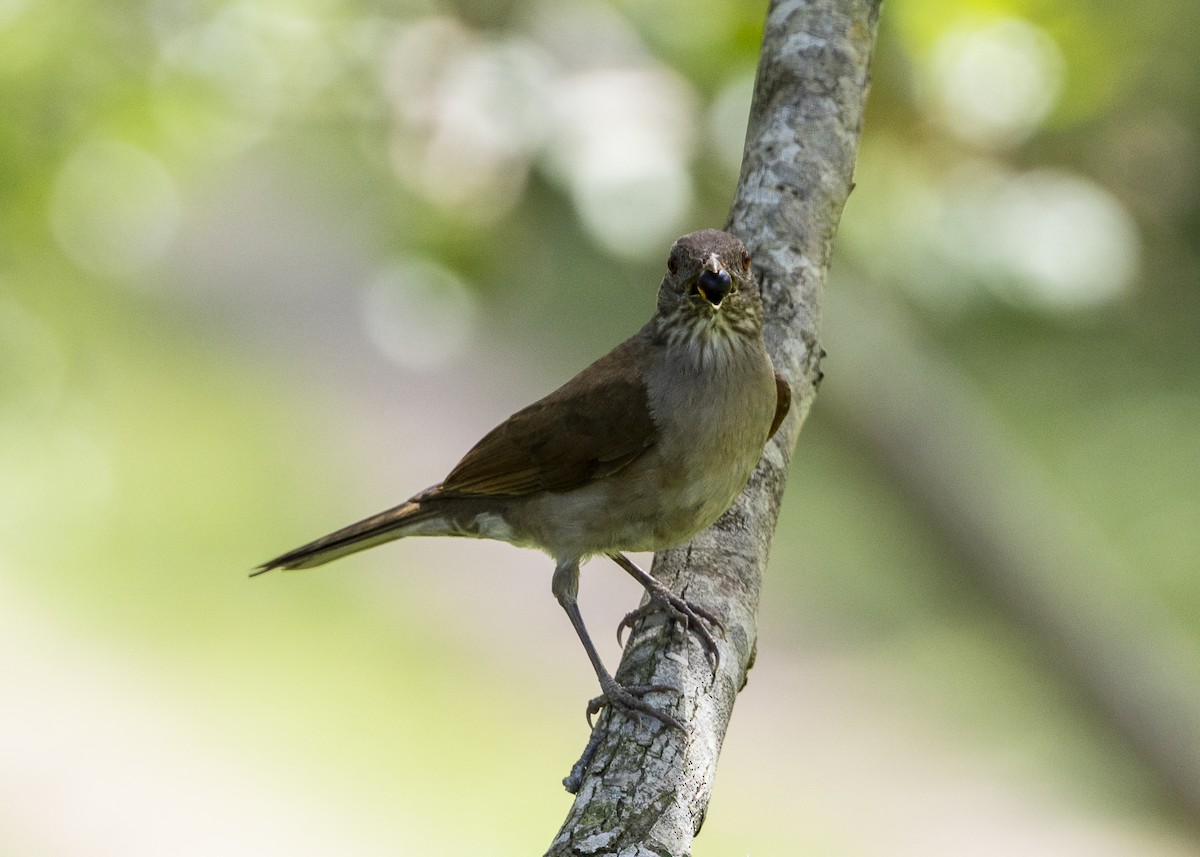 Pale-breasted Thrush - ML646055660