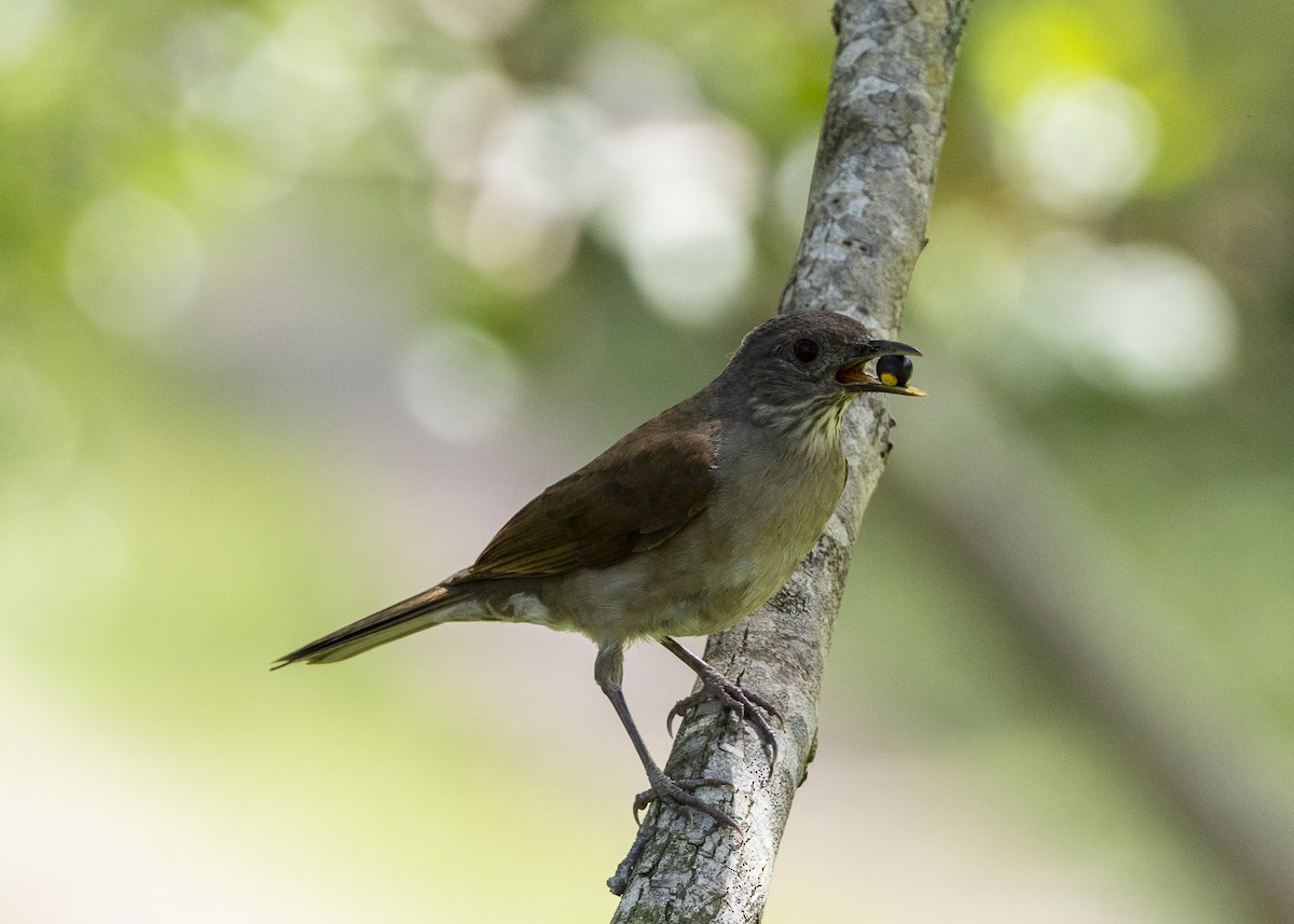 Pale-breasted Thrush - ML646055661